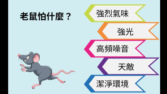 不用藥物就自然驅逐老鼠的方法