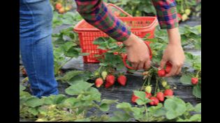 Cómo recoger fresas