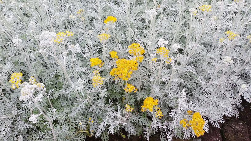 Dusty Miller Silver Rogwort 植物简介 Feat