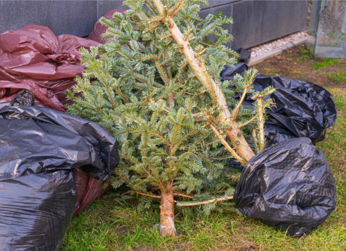 Christmas tree grave.