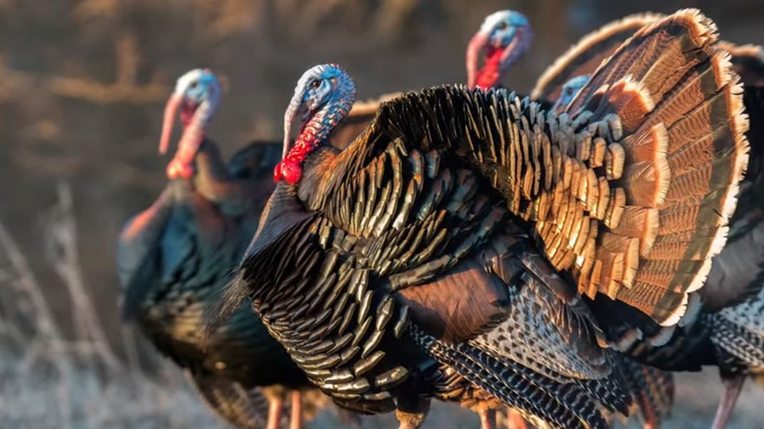 Hvorfor er Türkiye Tyrkia?