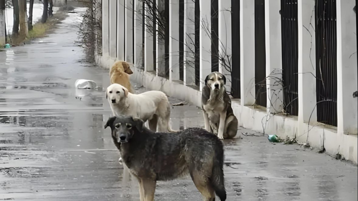 Los extraños incidentes de cerdos y perros que escuché de niño, así como el popular equipo de caza de perros.