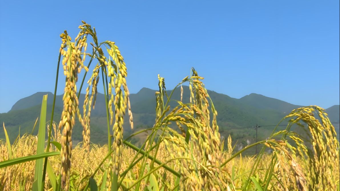 La revitalización rural debe resolver primero el problema de la distribución de los beneficios de los agricultores.