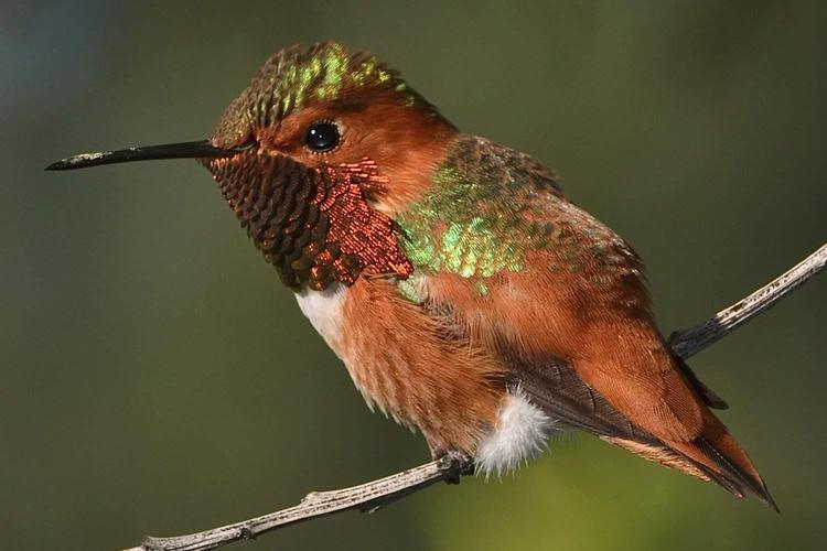  31cm ハチドリ カギハシハチドリ - eBird