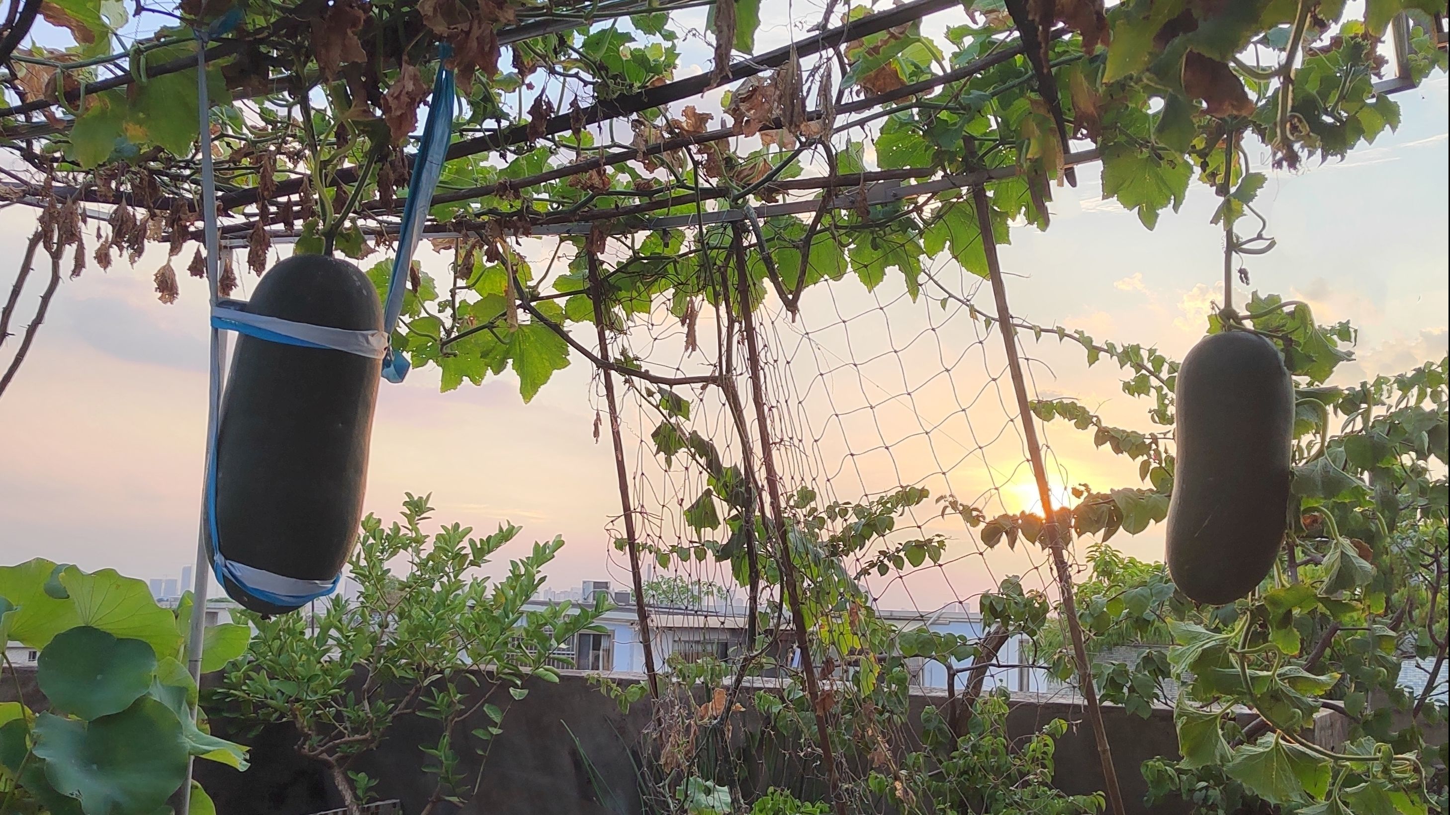 The winter melon harvest has arrived in midsummer.