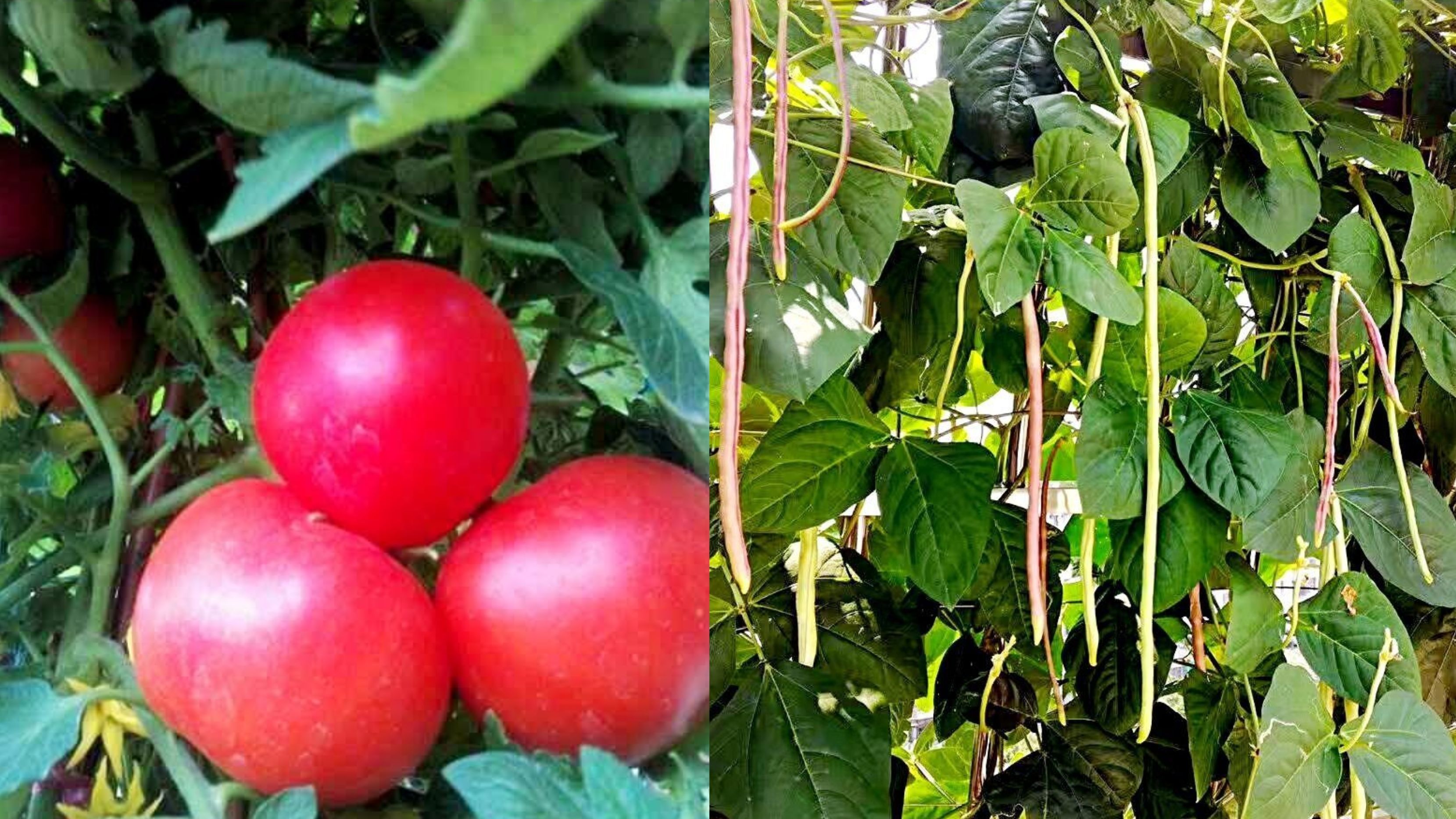 Look at the crops on my rooftop.