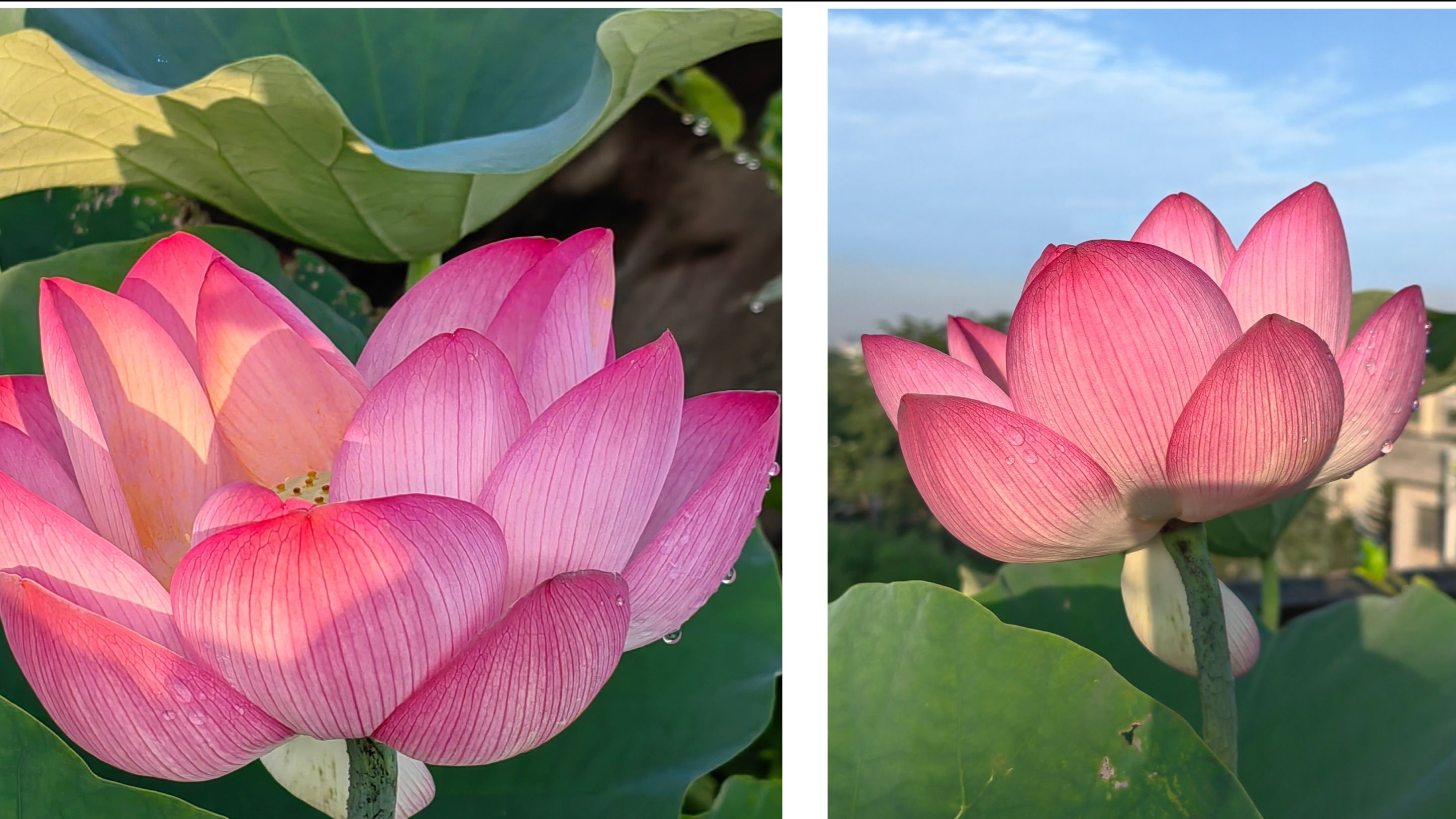 The lotus of my rooftop blooms after the rain