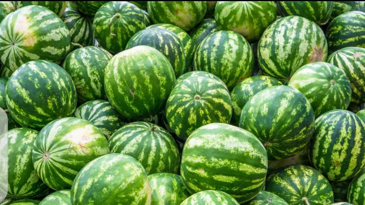 Watermelons are on the market (Today in that year three)