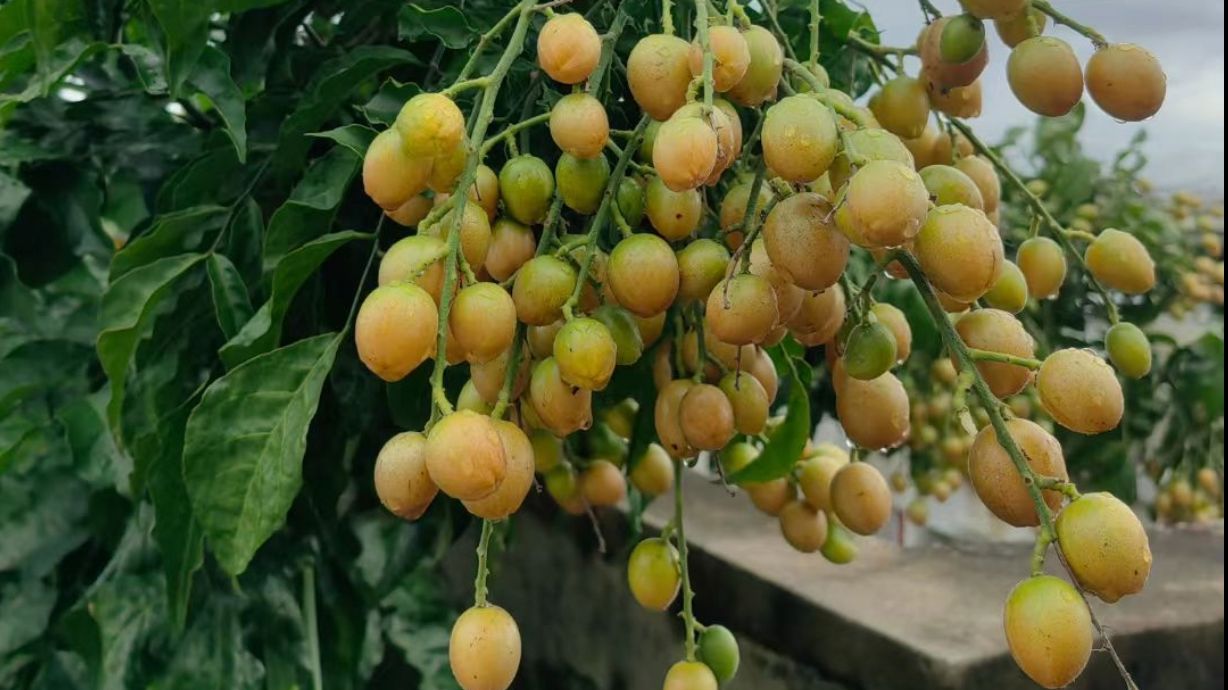 En la azotea hay un árbol de piel amarilla.