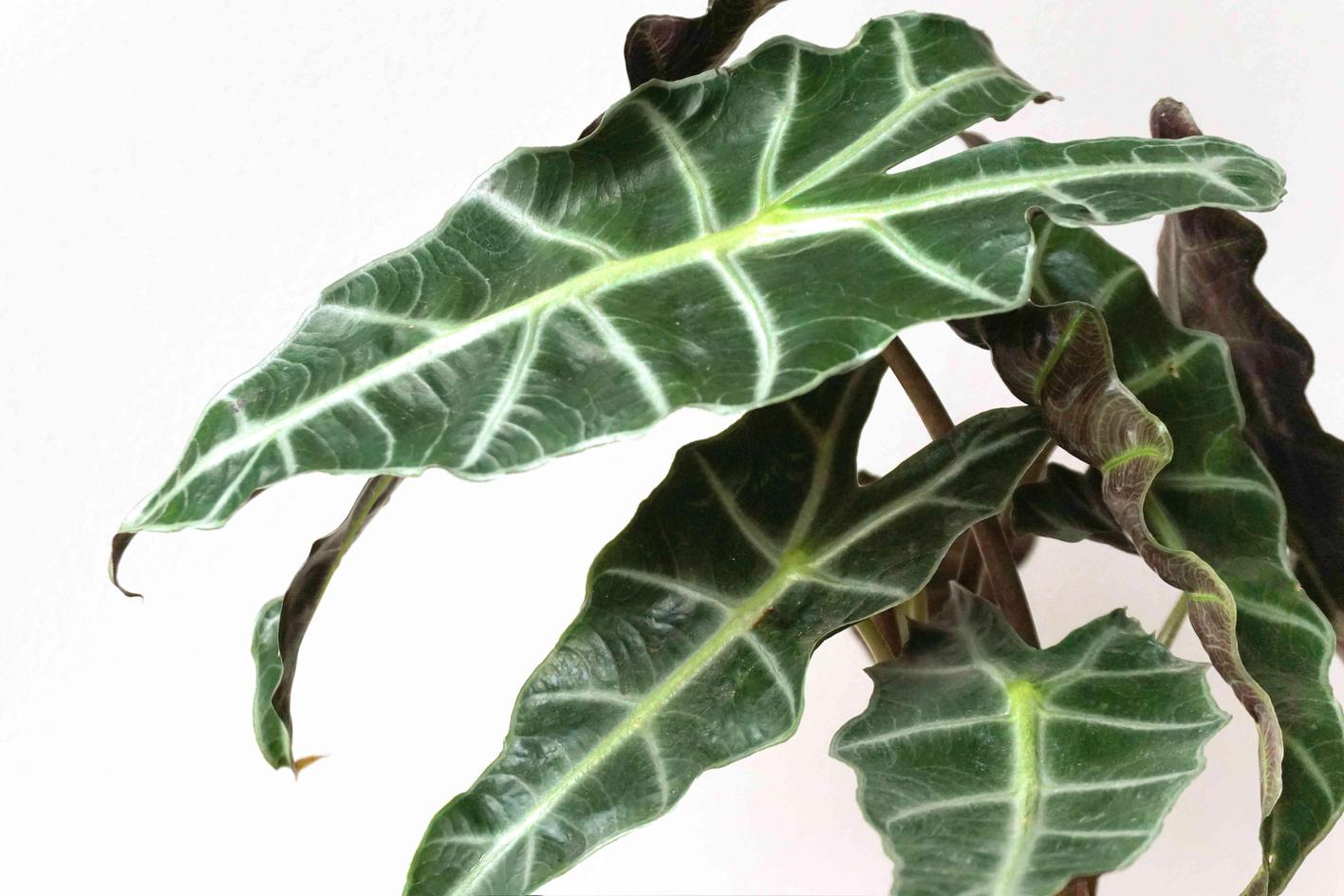 12种在室内生长的热带植物 Feat