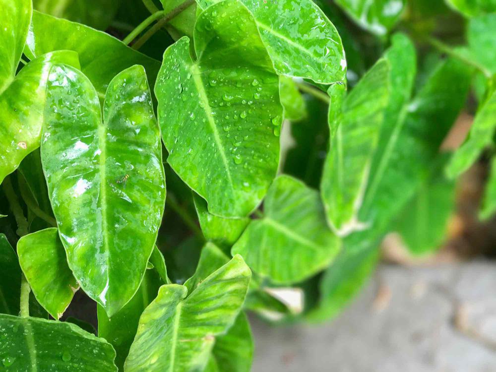 12种在室内生长的热带植物 Feat