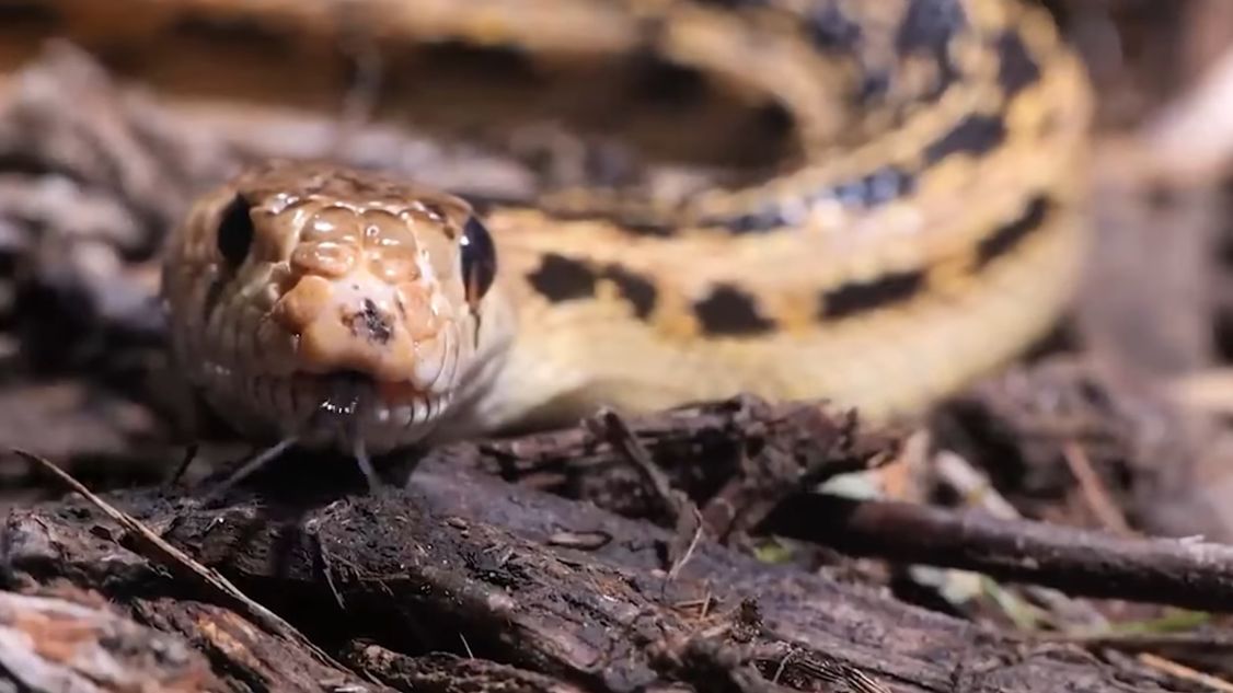 What happens if you drink snake venom directly?