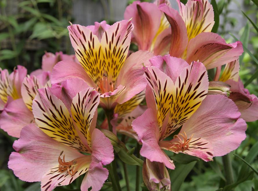 猫狗的安全植物 Feat