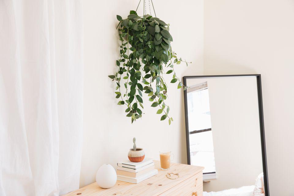 8 Best Indoor Plants for Hanging Baskets