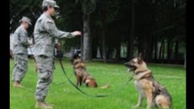 Cómo entrenar perros militares