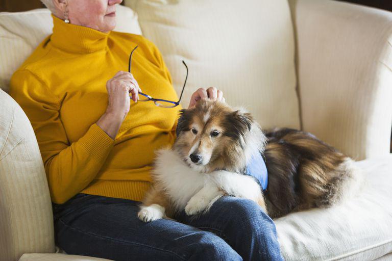 精神障碍双相情感障碍的服务犬