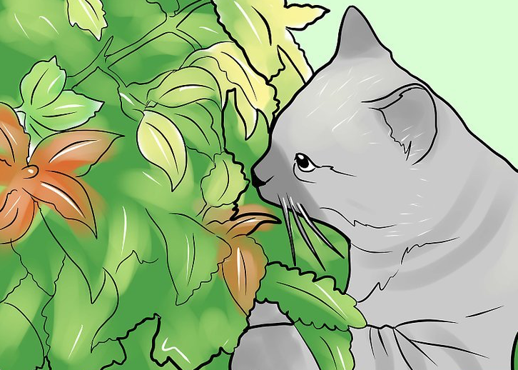 如何防止猫进入你的花园